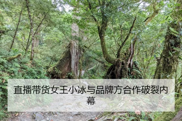 直播带货女王小冰与品牌方合作破裂内幕 | fc2